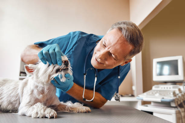 Best Emergency Broken Tooth Repair in Lovelock, NV